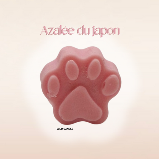 Azalée du Japon